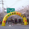 청풍호반 벚꽃축제 여행정보 상세소개